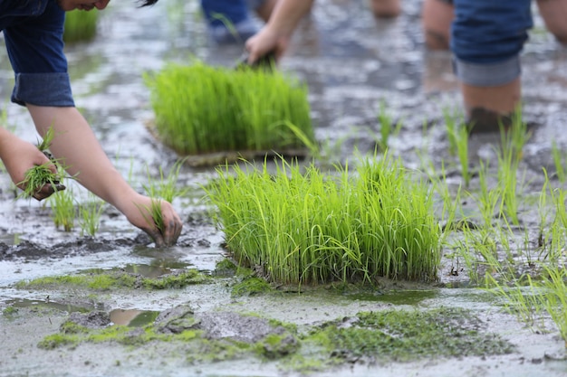 Planter dans les rizières biologiques Photo gratuit