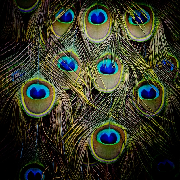 Plumage vert et bleu paon en gros plan. Photo Premium