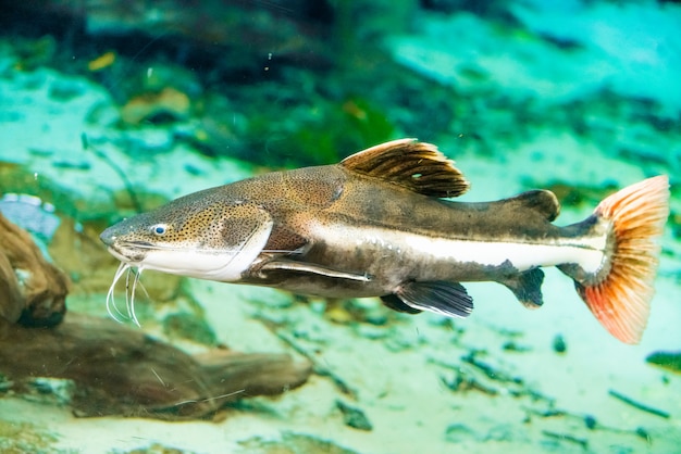 poisson chat dans un aquarium