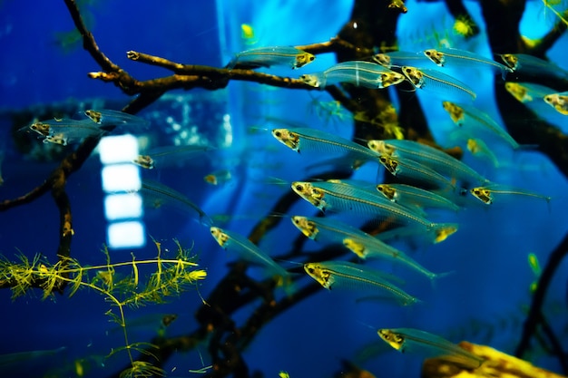 Le Poisson Chat En Verre Nage Dans Un Grand Aquarium Lumineux Dans Un Troupeau Photo Premium