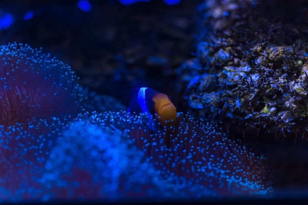 Poisson-clown à queue jaune, poisson-clown à queue jaune Photo Premium