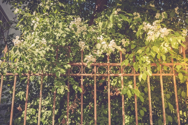 Pommier en fleurs derrière une clôture de fer rouillé. rétro tonique. Photo Premium
