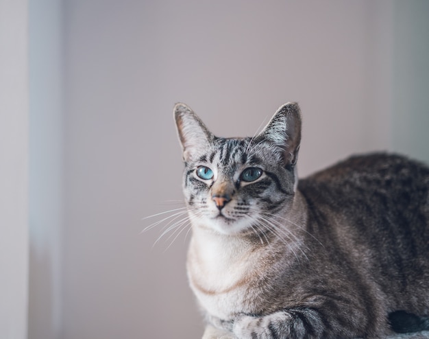 Portrait D Un Beau Chat Mignon Domestique Aux Yeux Bleus Photo Gratuite