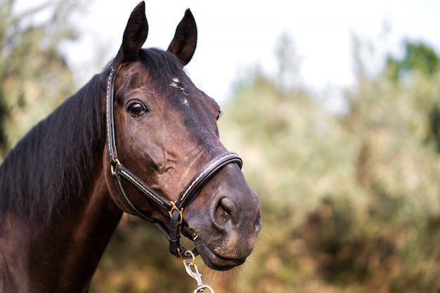 Tete De Cheval Vecteurs Et Photos Gratuites