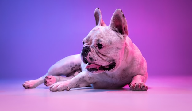 Portrait De Bouledogue De Chien De Race Pure Isolé Sur La Surface 