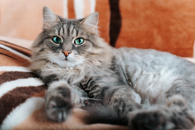 Portrait De Chat Aux Yeux Verts Gris Moelleux Regardant La Camera Allonge Sur Un Canape A L Interieur Beau Chat Domestique De Race Siberienne Photo Premium