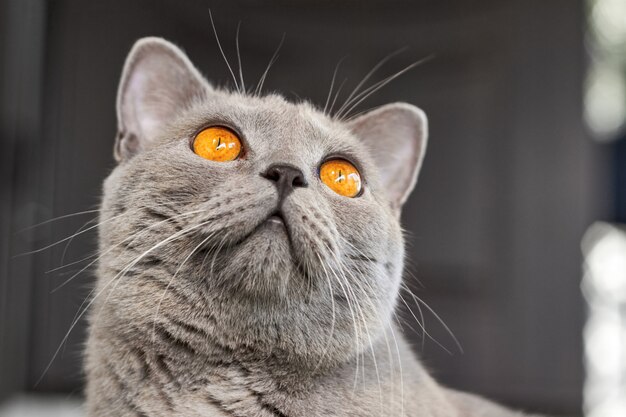 Portrait De Chat Britannique A Poil Court Gris Aux Yeux Orange Fermer Photo Premium