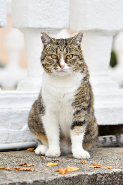 Portrait D Un Chat Drole Et Impudent Qui Demande De La Nourriture Aux Passants Photo Premium