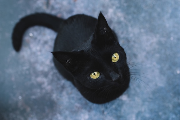 Portrait De Chat Noir Ludique Et Curieux Aux Yeux Jaunes Sur Noir Isole Halloween Vue De Dessus Photo Premium