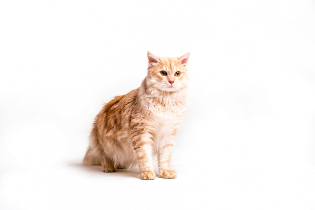 Portrait de chat tigré sur fond blanc Photo gratuit