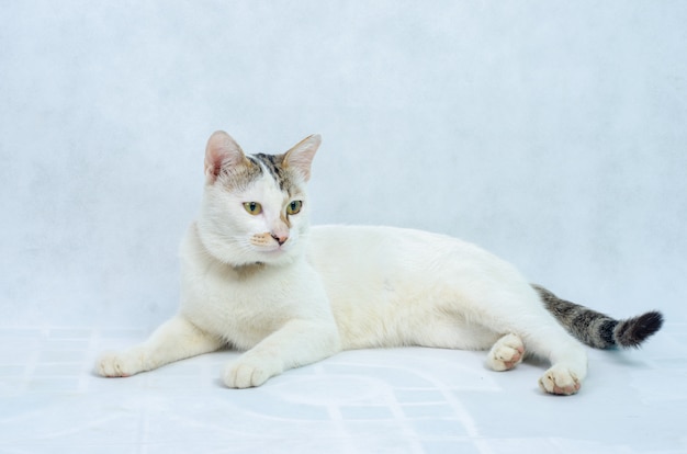 Portrait de chaton blanc pur chat blanc avec des yeux sur fond isolé, vue de face Photo Premium