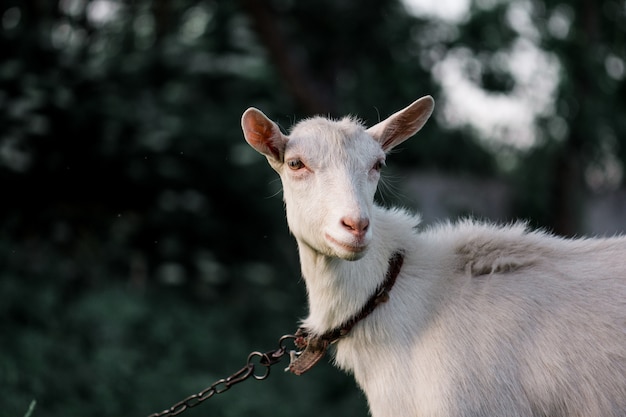 Portrait De Chèvre Adulte Blanche Sur Une Ferme Danimaux