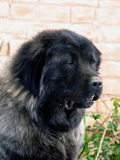 Portrait De Chien Berger Du Caucase Télécharger Des Photos