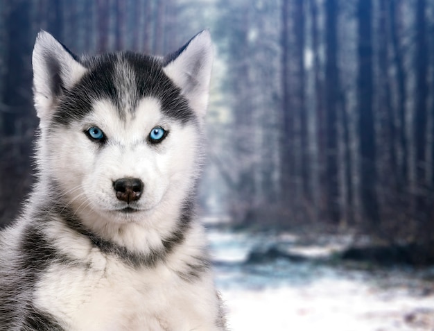 Portrait De Chien Husky Noir Et Blanc En Arriere Plan De La Foret D Hiver Photo Premium