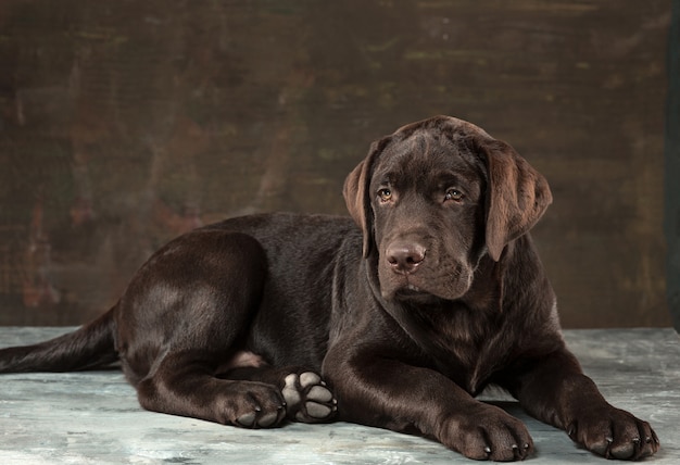 Le Portrait D Un Chien Labrador Noir Pris Sur Un Fond Sombre Photo Gratuite