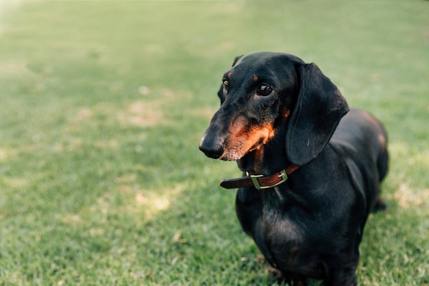 Portrait de chien  ob issant  debout dans l herbe verte 