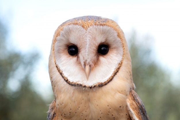 Portrait De Hibou Blanc Photo Premium