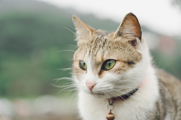 Portrait Un Joli Chat Assis Devant La Maison Un Animal Mignon Et De Bonnes Habitudes Photo Premium