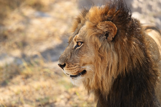 Portrait De Lion D Afrique Dans La Lumiere Chaude Photo Gratuite