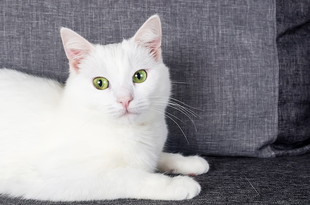 Portrait De Mignon Chat Angora Turc Aux Yeux Verts 1 An 10 Mois Sur Le Canape Gris Photo Premium