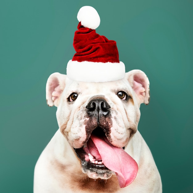 Portrait D'un Mignon Chiot Bulldog Coiffé D'un De Noel Photo