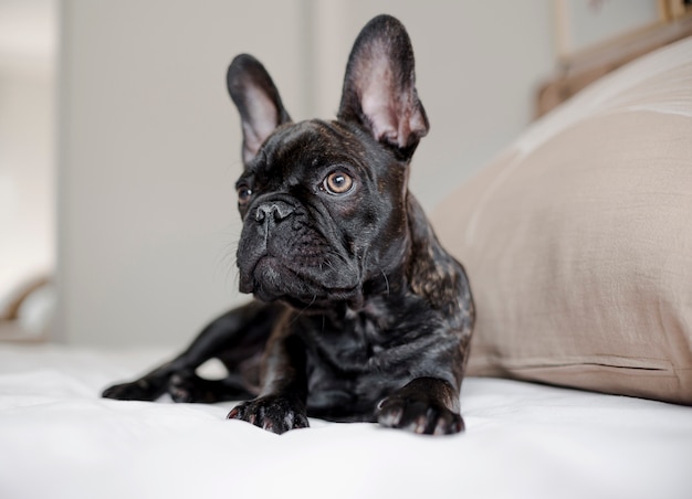 Portrait de mignon petit chien Photo gratuit