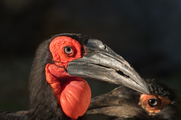 Portrait Doiseau Avec Un Gros Sac Rouge Sous Le Bec Et Fond