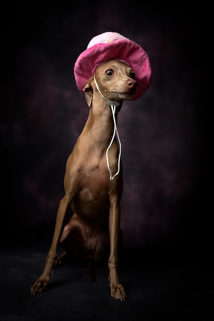 Portrait De Petit Chien De Levrier Italien Avec Chapeau De Joyeux Anniversaire Photo Premium