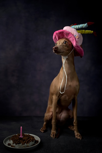 Portrait De Petit Chien De Levrier Italien Avec Chapeau De Joyeux Anniversaire Photo Premium