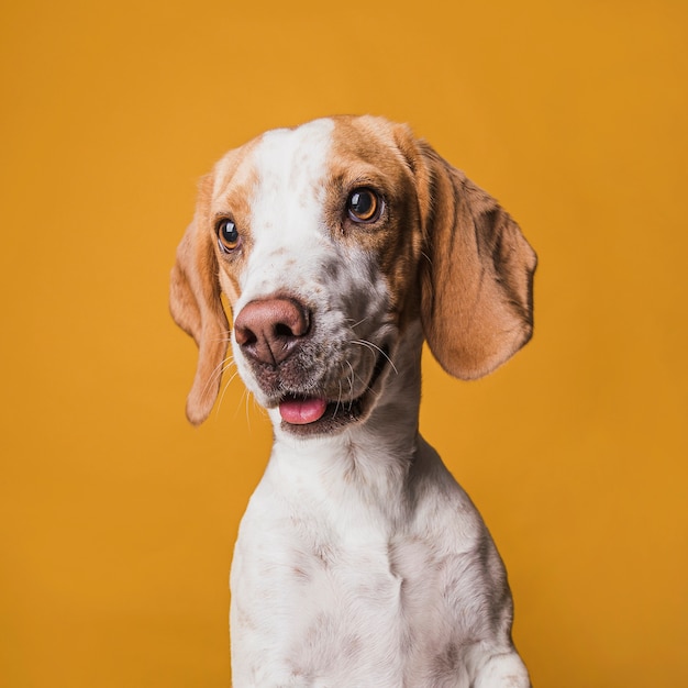 Portrait De Petit Chien Rigolo Photo Gratuite