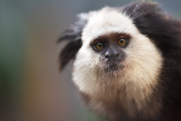 Portrait D Un Petit Singe Rigolo Un Ouistiti Callithrix Penicillata Photo Premium