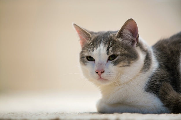 Portrait De Profil De Jeune Joli Petit Chaton Domestique Mignon Blanc Et Gris Intelligent Avec Une