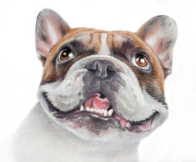 Portrait Realiste D Un Heureux Bouledogue Francais Dessin Dessine A La Main D Une Tete De Chien De Couleur Sable Isole Sur Fond Blanc Photo Premium