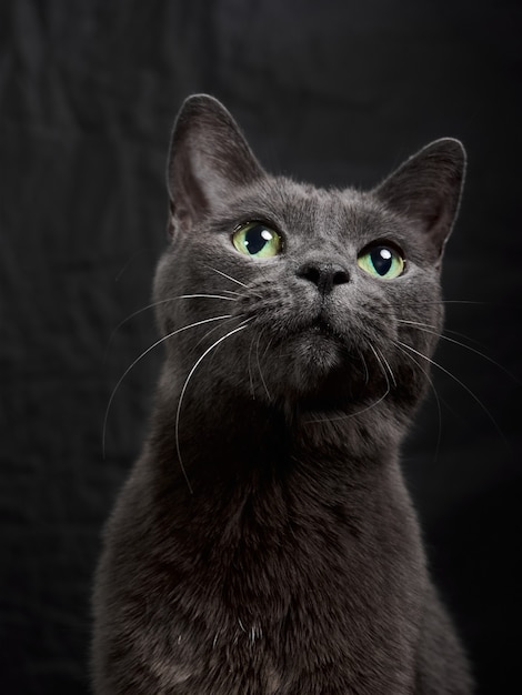 Portrait En Studio De Detente Chat Gris Fonce Sur Fond Sombre En Discret Photo Premium