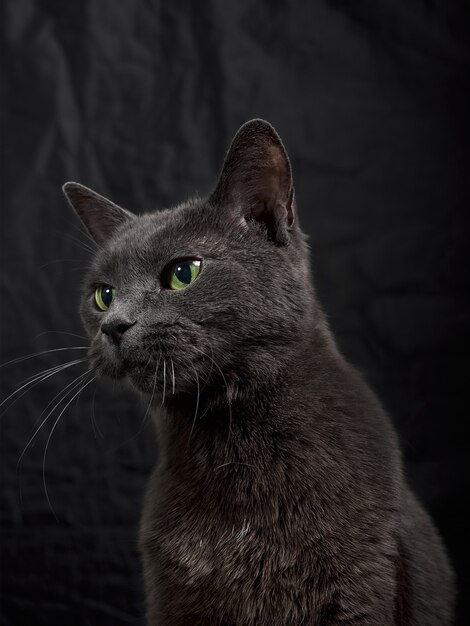 Portrait En Studio De Detente Chat Gris Fonce Sur Fond Sombre En Discret Photo Premium