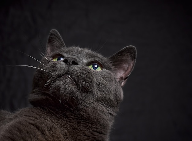 Portrait En Studio De Detente Chat Gris Fonce Sur Fond Sombre En Discret Photo Premium