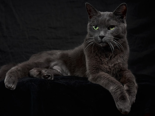 Portrait En Studio De Detente Chat Gris Fonce Sur Fond Sombre En Discret Photo Premium