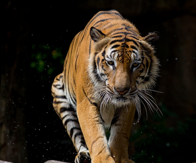 Portrait de tigre devant fond noir Photo Premium