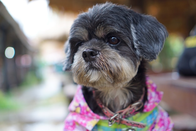 Portrait De Visage Mignon Et Mode été Ensemble Chien Shih