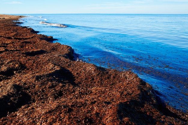 Posidonia Méditerranéenne Plage à Alicante Denia En Espagne