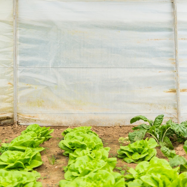Potager Photo gratuit