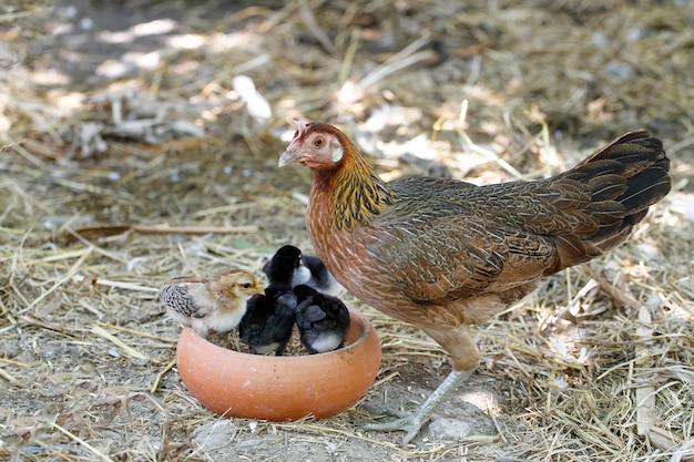 La Poule Combattante Et Le Bebe Coq Mangent De La Nourriture Dans Une Ferme En Thailande Photo Premium