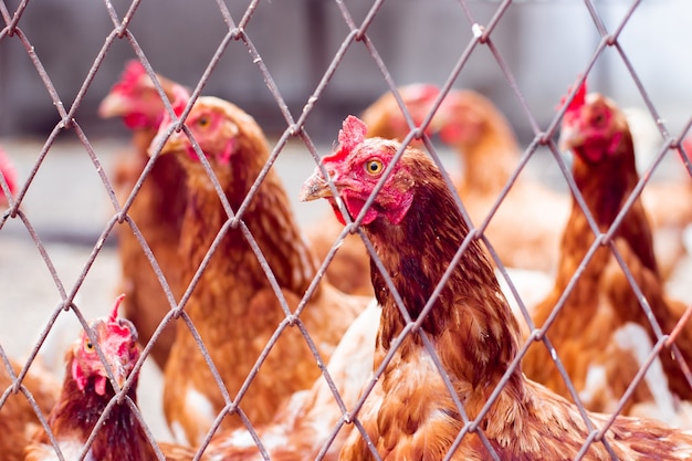 Poules Au Poulailler. Poules Dans Une Ferme Bio. Poulet Au 