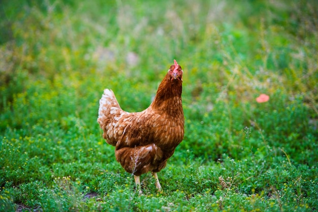 Poulet Dans Une Ferme | Photo Premium