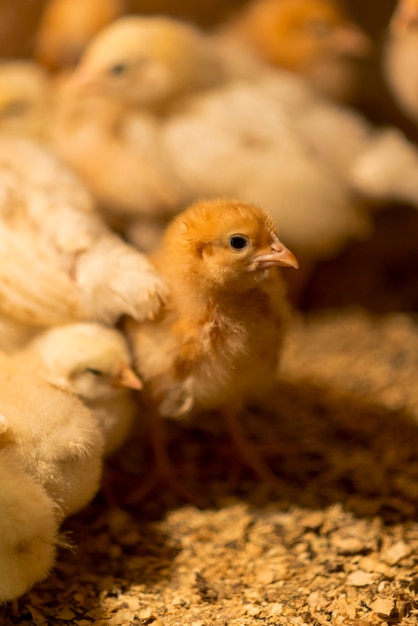 Poussins mignons sur un poulailler Photo gratuit