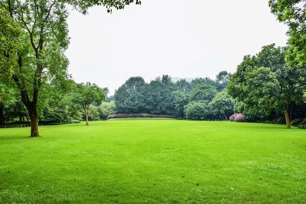 Prairie Verte Avec Des Arbres A Feuilles Photo Gratuite