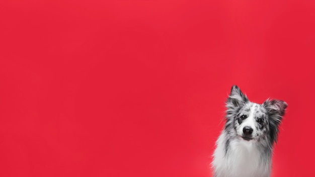 Prise de vue en studio du mignon chien border collie Photo gratuit