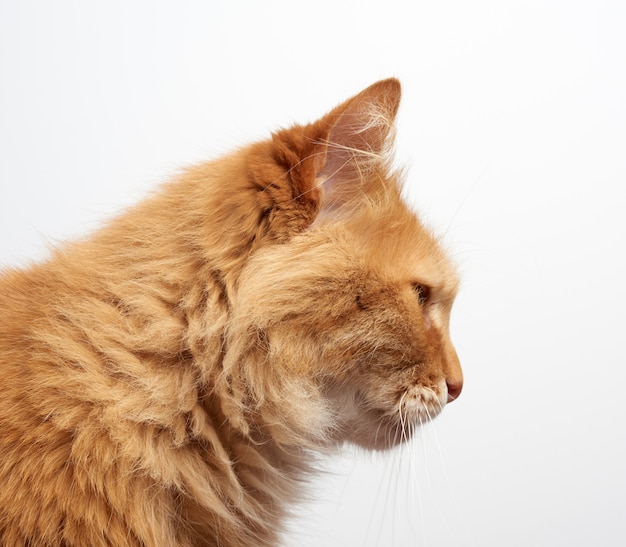 Profil D Un Chat Moelleux Au Gingembre Adulte Avec Une Grande Moustache Photo Premium