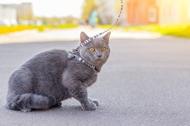 Promenez Le Chat Sur Le Harnais Pet Pour Une Promenade L Animal A Peur De La