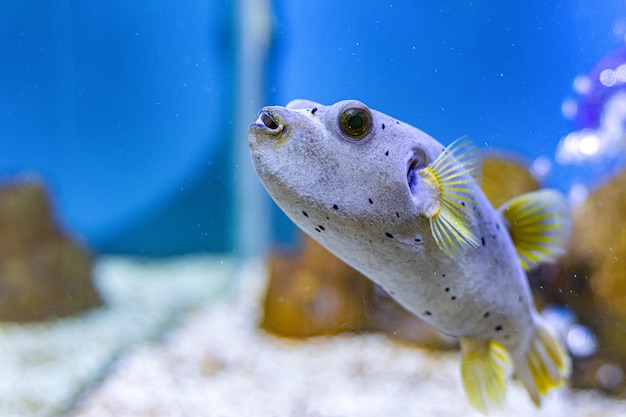 à Propos Des Poissons De Mer Et Des Poissons Deau Douce